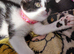 Rehome cat