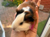 Baby Guineapigs