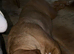 KC Dogue de Bordeaux girl looking for loving home