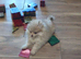 Russian pomeranian for sale