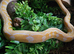 Female dwarf albino white sunfire