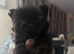 westiepom pups
