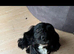 Female spaniel