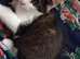 Lovely kittens
