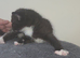 Stunning cross fluffy Bengal kittens