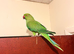 Stunning young Indian ringnick parrot