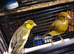 Pair of Irish canaries