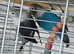 Lovebirds fischers dna'd fischers lovebirds