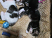 9 Lynx Ragdoll X Kittens For Sale £140