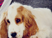 Cocker spaniel