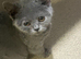 Lovely British shorthair kittens