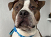 3yr old American staff looking for forever home