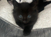 Ragdoll mix kittens for sale