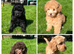 READY NOW!!! Stunning Labradoodles (Miniature) From Health tested parents