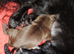 Kc reg thai line chihuaha puppy boy