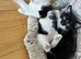 Gorgeous kittens ready to find their forever homes