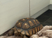 Sulcata tortoise male 6 year old