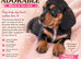 Miniature dachshund Puppies
