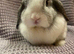 Mini lop adults