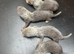 Ferrets be ready in 4 week
