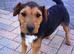 Border x Lakeland terrier pups