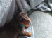 Miniature dachshund
