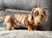 Kc registered chocolate & tan dapple girl