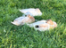 Call ducks available 6 - 8 weeks old