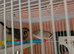 2 female finches
