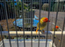 2 pairs of star finches