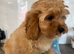 Beautiful 1st generation cavapoos ready to leave