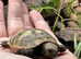 Hermann tortoise hatchlings, 2026, for sale