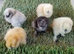 Chicks for sale.....1 day old upto 3 weeks old......PURE BREEDS...