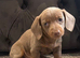 Ready now!! Miniature dachshund puppies