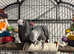 READY BEAUTIFUL African grey baby&rsquo;s