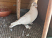 JDB pigeon