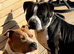 Staffordshire Bull Terrier
