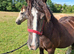 14hh companion mare