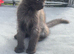 Ragdoll cross