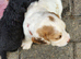 F2 Sprocker Puos from Licenced Breeder