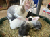 Continental Giant X Giant Papillon babies
