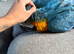 HAND-REARED BLUE & GOLD MACAW BABY – LOVELY FRIENDLY BABY