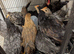 Chicks
