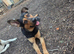 Shepherd x rottie looking for forever home