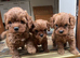 Cavapoo boy