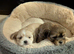 Lhasa Apso puppies in Kent