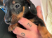 Miniature dachshunds