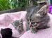 Beautiful & friendly kittens