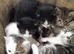 Gorgeous Kittens For Sale