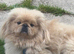 2 Rare gorgeous apricot & white pekingnese part-coloured boy 14 months